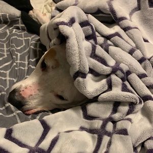 Meet your Posher, Dez